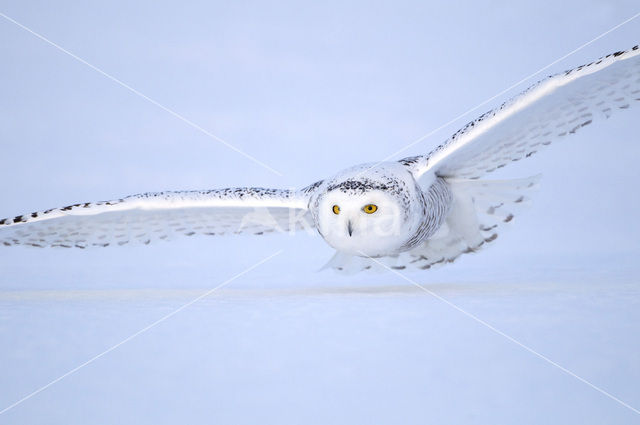 Sneeuwuil (Bubo scandiacus)