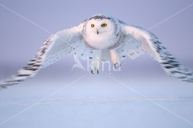 Sneeuwuil (Bubo scandiacus)