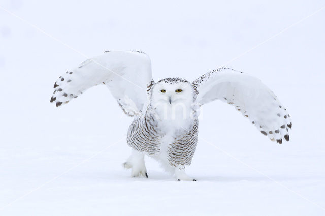 Sneeuwuil (Bubo scandiacus)