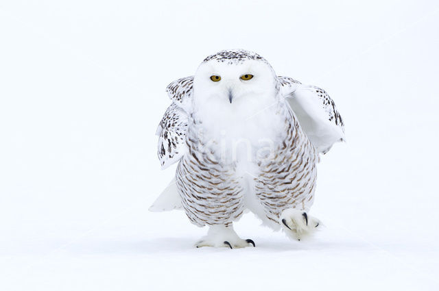 Sneeuwuil (Bubo scandiacus)