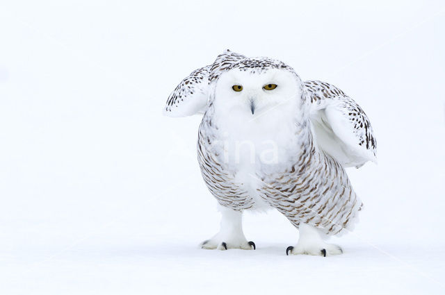 Sneeuwuil (Bubo scandiacus)