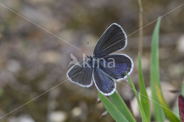 Staartblauwtje (Cupido argiades)