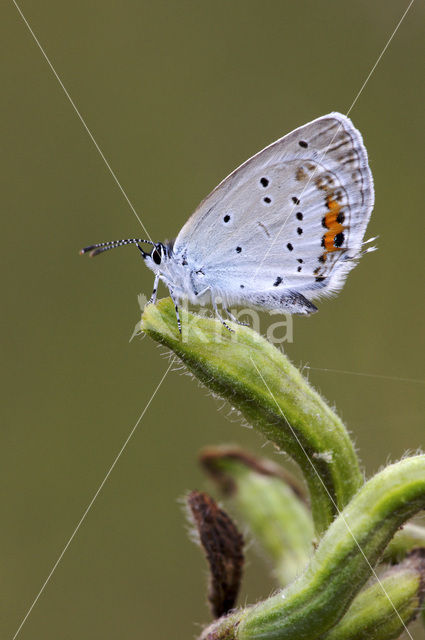 Staartblauwtje (Cupido argiades)