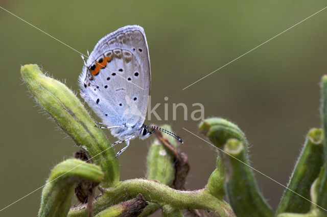 Staartblauwtje (Cupido argiades)