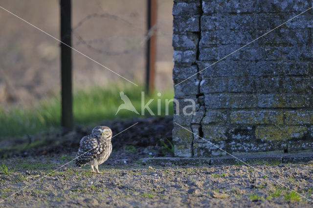 Steenuil (Athene noctua)