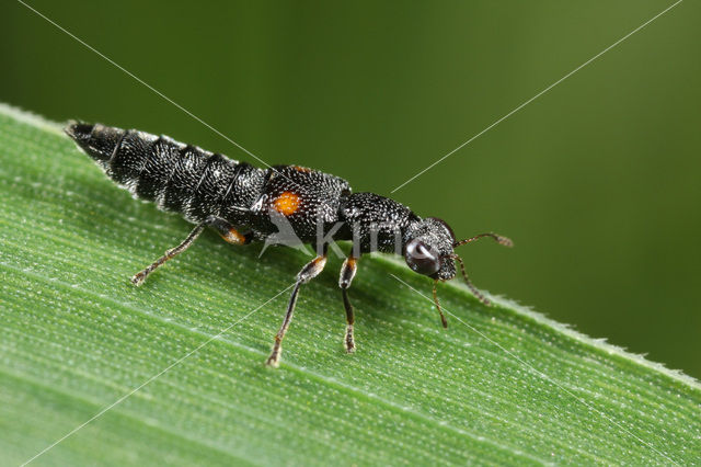 Stenus kiesenwetteri