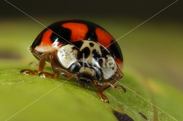 Tienstippelig lieveheersbeestje (Adalia decempunctata)