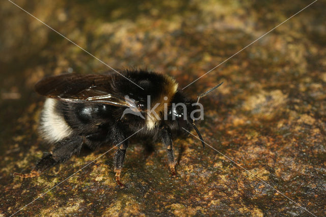 Gypsy cuckoo bee (Bombus bohemicus)