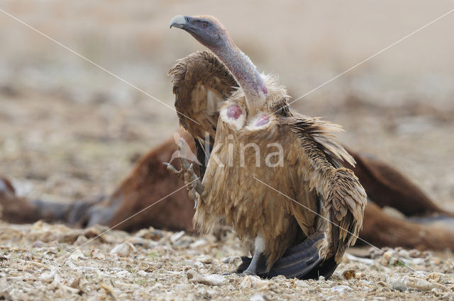 Vale Gier (Gyps fulvus)