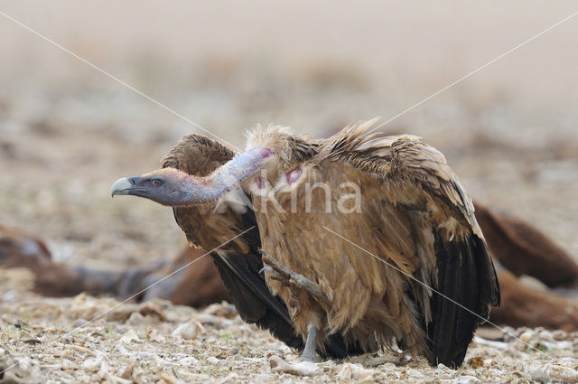 Vale Gier (Gyps fulvus)