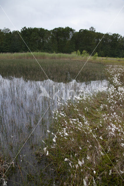 Venglazenmaker (Aeshna juncea)