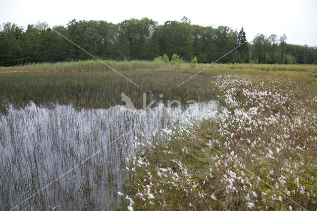 Venglazenmaker (Aeshna juncea)