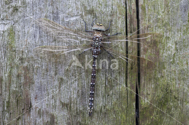 Venglazenmaker (Aeshna juncea)