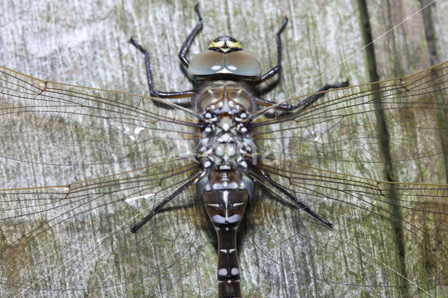 Venglazenmaker (Aeshna juncea)