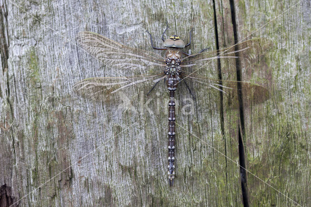 Venglazenmaker (Aeshna juncea)