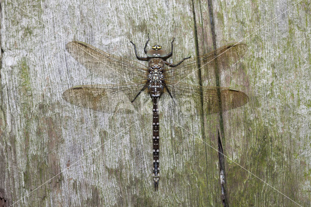 Venglazenmaker (Aeshna juncea)