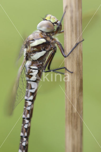 Venglazenmaker (Aeshna juncea)