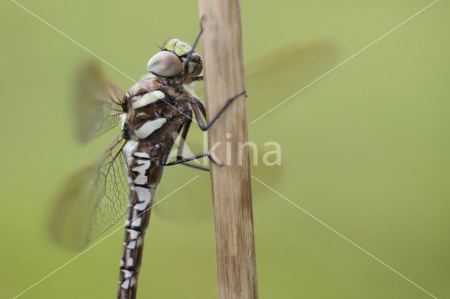 Venglazenmaker (Aeshna juncea)