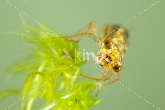 Venglazenmaker (Aeshna juncea)