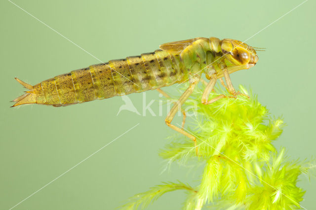 Venglazenmaker (Aeshna juncea)