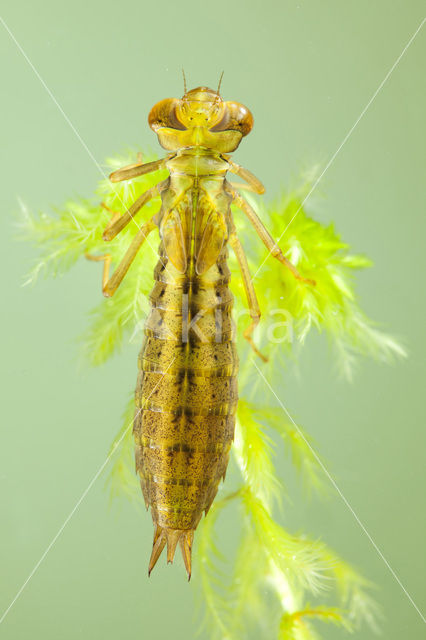 Venglazenmaker (Aeshna juncea)