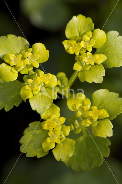 Verspreidbladig goudveil (Chrysosplenium alternifolium)