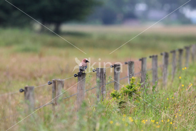 Vlaamse Gaai (Garrulus glandarius)