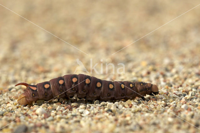 Bedstraw Hawk-moth (Hyles gallii)