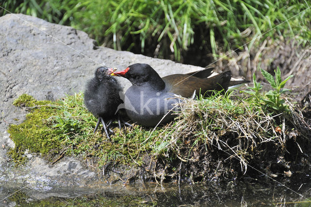 Waterhoen (Gallinula chloropus)