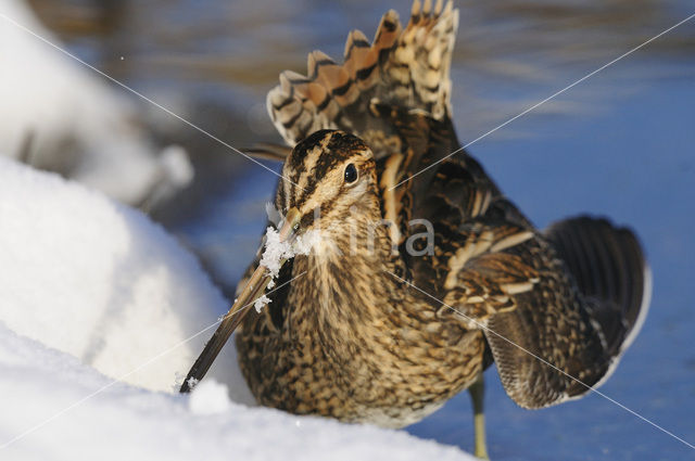 Watersnip (Gallinago gallinago)