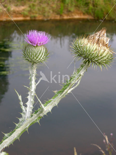 Wegdistel (Onopordum acanthium)