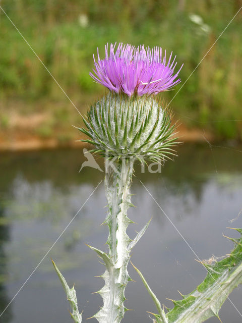 Wegdistel (Onopordum acanthium)