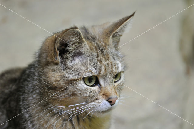 Wilde kat (Felis silvestris)