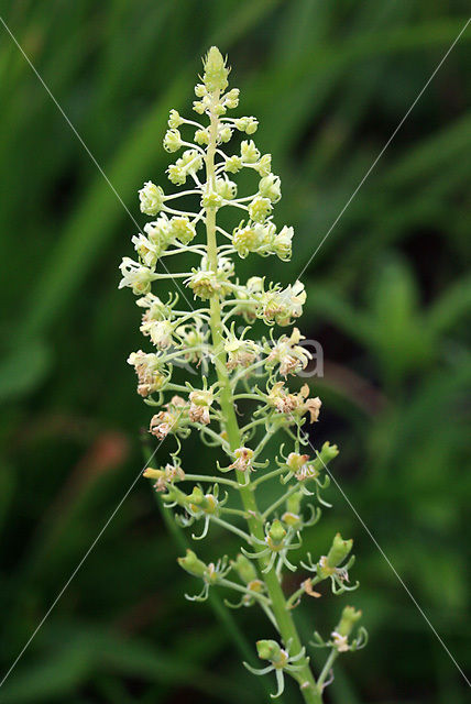 Wilde reseda (Reseda lutea)