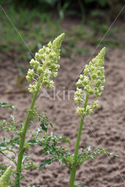 Wilde reseda (Reseda lutea)