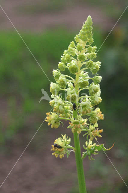 Wilde reseda (Reseda lutea)