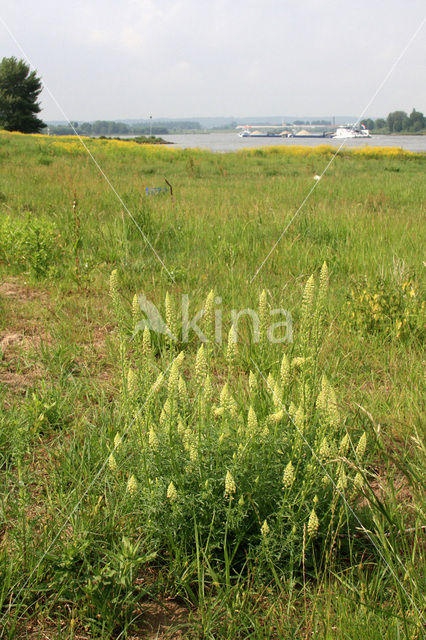 Wilde reseda (Reseda lutea)