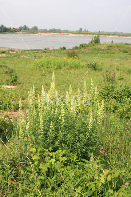 Wilde reseda (Reseda lutea)