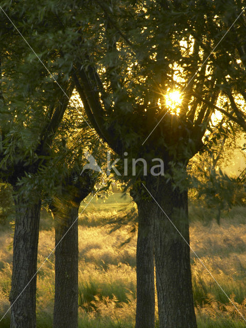 Willow (Salix)