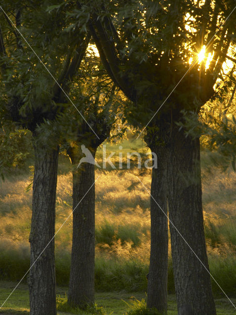 Willow (Salix)