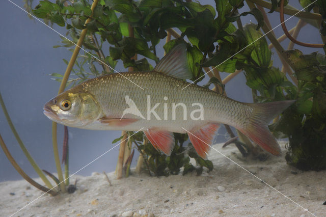 Winde (Leuciscus idus)