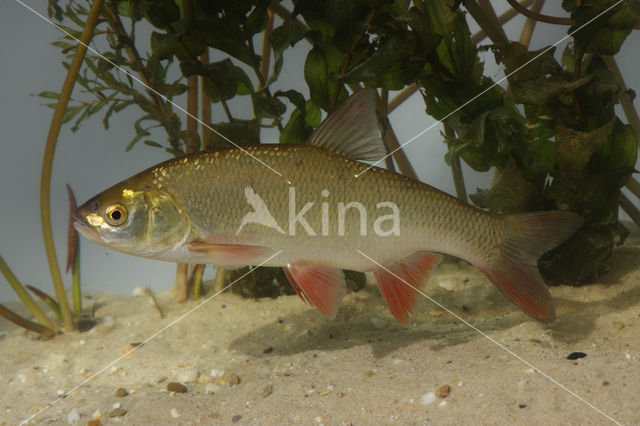 Winde (Leuciscus idus)