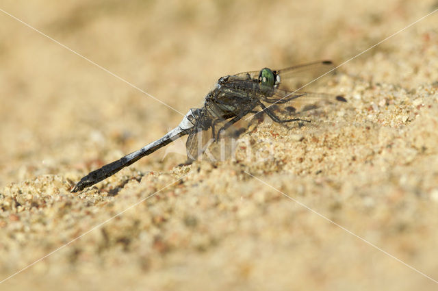 Witpuntoeverlibel (Orthetrum albistylum)