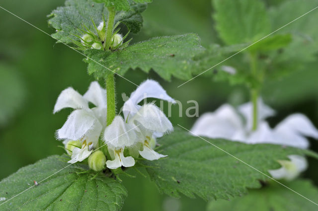 Witte dovenetel (Lamium album)