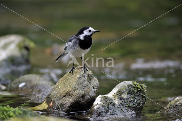 Witte Kwikstaart (Motacilla alba)