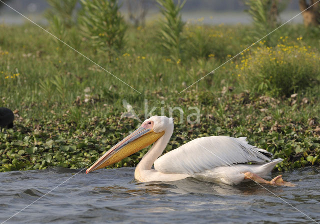 Roze Pelikaan (Pelecanus onocrotalus)