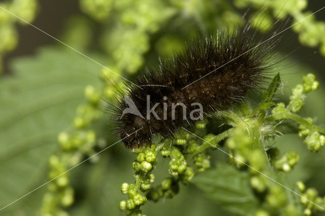 White Ermine (Spilosoma lubricipeda)