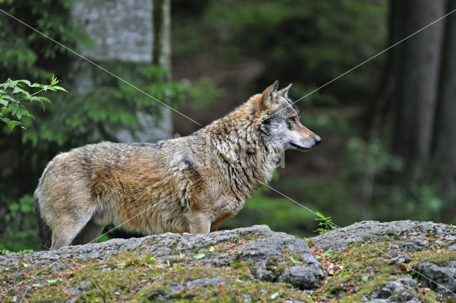 Grey Wolf (Canis lupus)