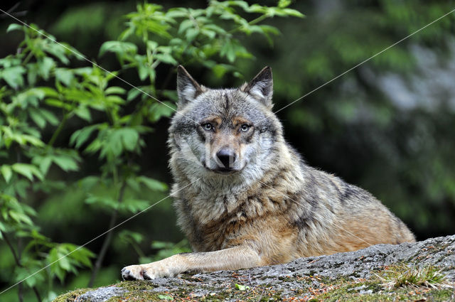 Grey Wolf (Canis lupus)