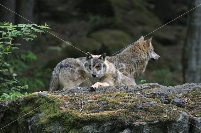 Wolf (Canis lupus)